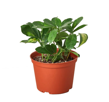 Schefflera Variegated