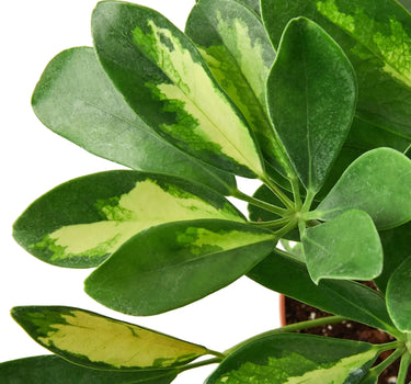 Schefflera Variegated