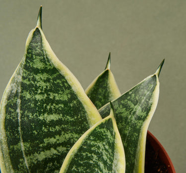 Snake Plant Laurentii Dwarf