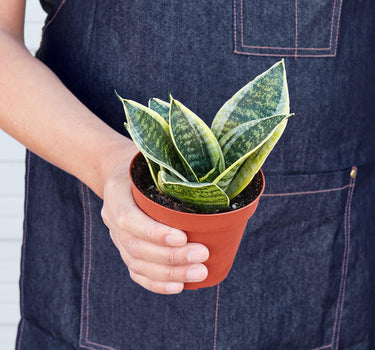 Snake Plant Laurentii Dwarf