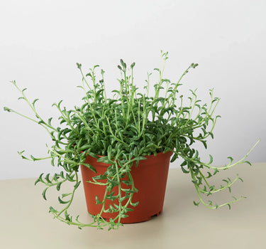 Succulent 'String of Dolphins'