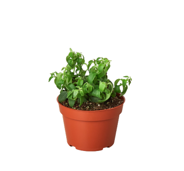 1 Succulent Monthly Subscription Box