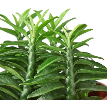 Devil's Backbone Euphorbia