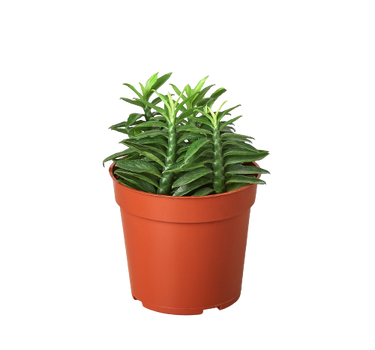 1 Succulent Monthly Subscription Box