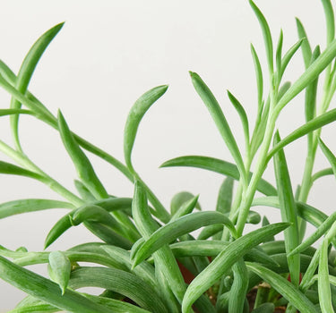 Senecio Succulent 'Fish Hooks'