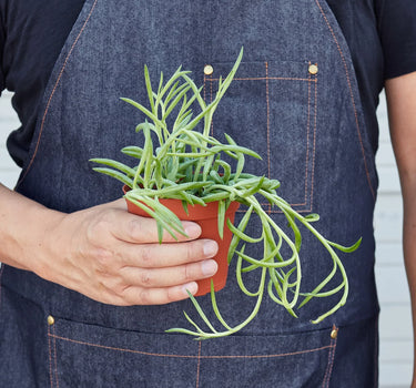 Senecio Succulent 'Fish Hooks'