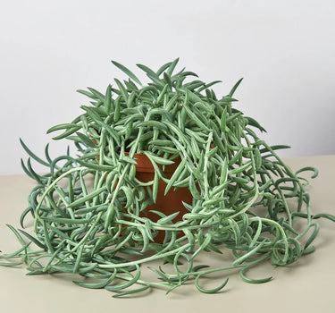 Senecio Succulent 'Fish Hooks'