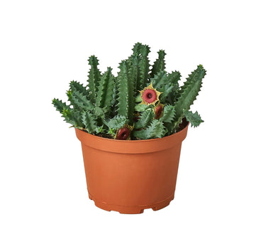 Lifesaver Cactus