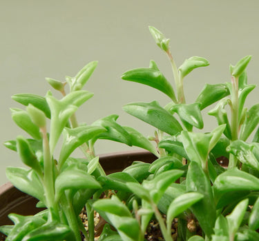 Succulent 'String of Dolphins'