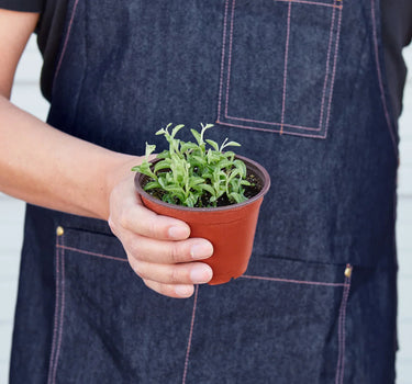 Succulent 'String of Dolphins'