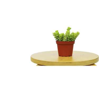 Sedum 'White Stone Crop' Succulent