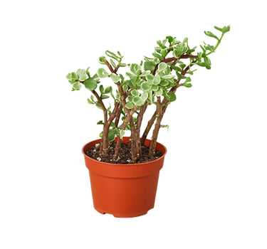 Succulent 'Rainbow Elephant Bush'