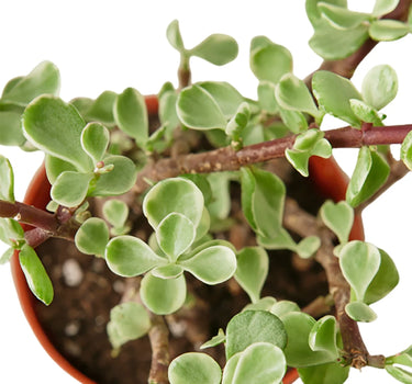 Succulent 'Rainbow Elephant Bush'
