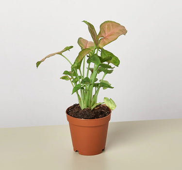 Syngonium Strawberry
