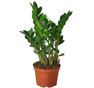 Zamioculcas Zamiifolia ZZ