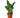 Zamioculcas Zamiifolia ZZ - 6" Pot -  NURSERY POT ONLY