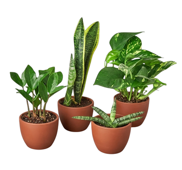 Easy Care Variety Bundle