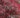 Red Dragon Japanese Maple Tree