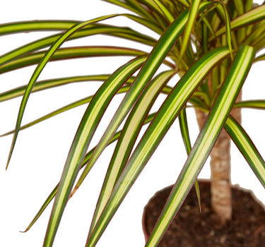 Dracaena Marginata 'Sunshine'