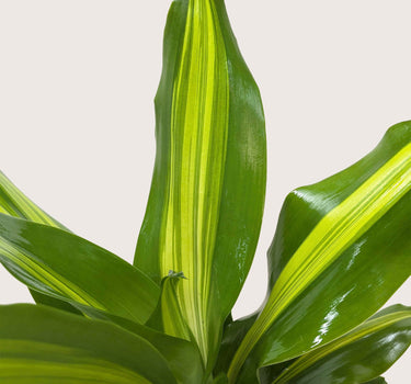 Dracaena Golden Heart
