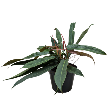 Philodendron Bicolor
