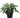 Philodendron Xanadu