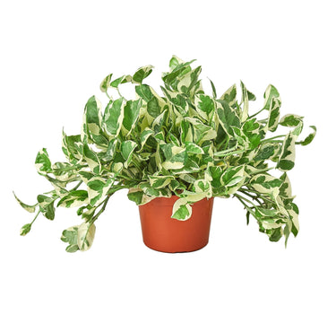 Pothos 'N'joy' - 6" Pot - NURSERY POT ONLY