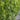Thuja Green Giant