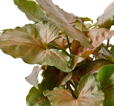 Syngonium Merry