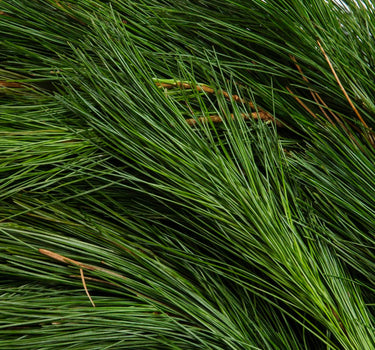 15 ft. White Pine Garland