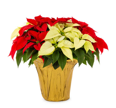 Red/White Holiday Poinsettia (Large)