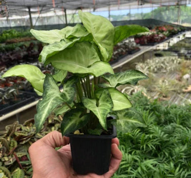 Syngonium White Butterfly