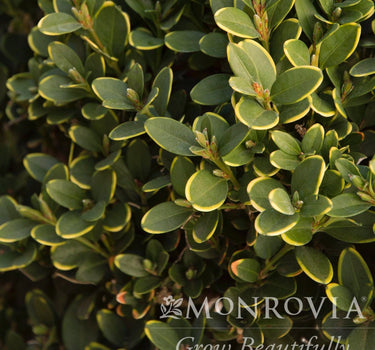 Green Mountain Topiary Boxwood