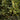 Green Mountain Topiary Boxwood
