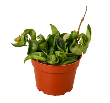 Hoya Rope Plant