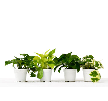 4 Different Pothos Plants in 4" Pots - Live House Plant - House Plant Shop