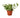 Pothos 'N'joy'