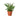 Mahogany Fern