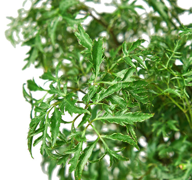 Aralia Ming Stump Plant