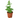 'Autumn' Fern