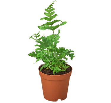 'Autumn' Fern