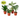 3" Tropical Plant Variety Bundle