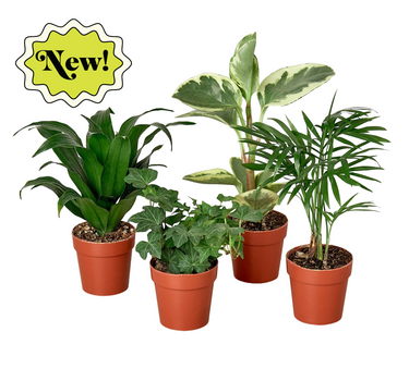 3" Tropical Plant Variety Bundle