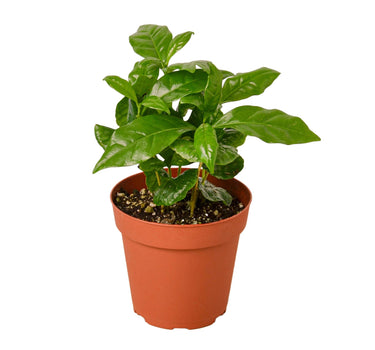 Arabica Coffee - NURSERY POT ONLY