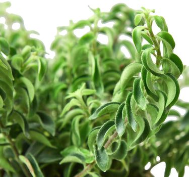 Curly Lipstick Plant