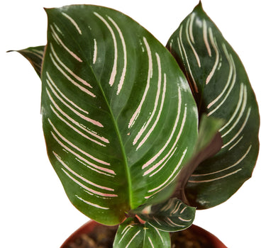 Calathea 'Ornata'