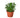 Nemetanthus Candy Corn Plant 'Brazilian Firecracker' - 4" Pot - NURSERY POT ONLY