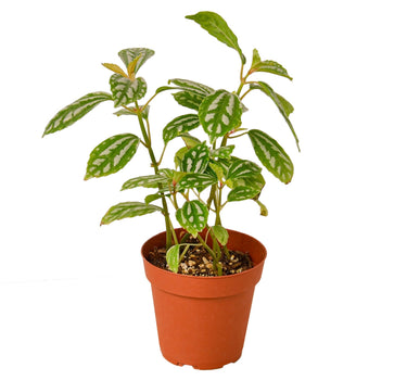 Pilea 'Aluminum' - 4" Pot - NURSERY POT ONLY