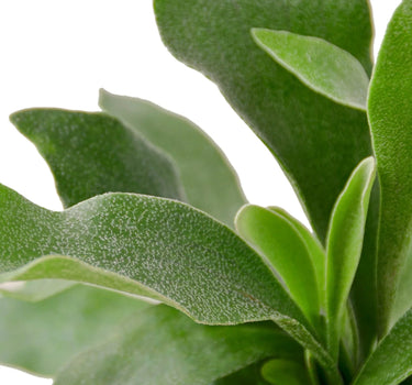 Staghorn Fern