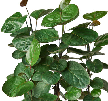 Aralia Fabian Stump 'Polyscias Scutellaria'